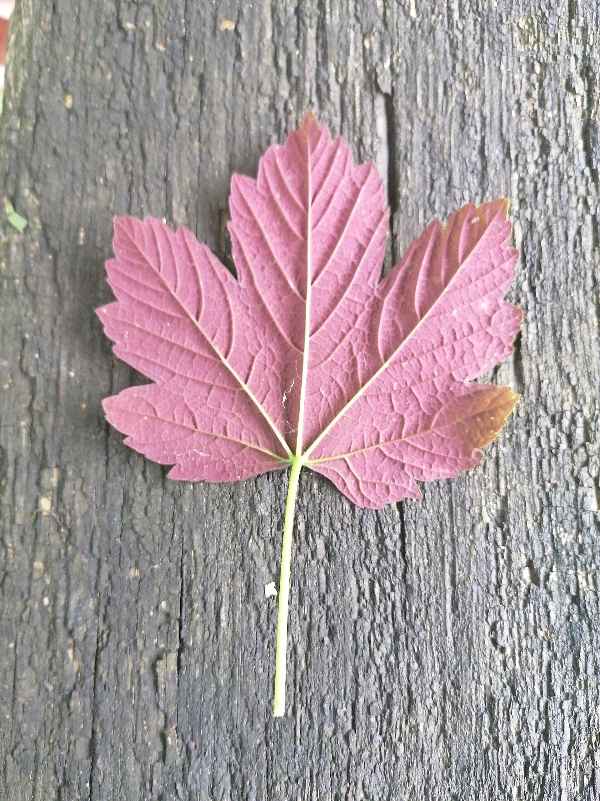 Bergahorn – Blatt