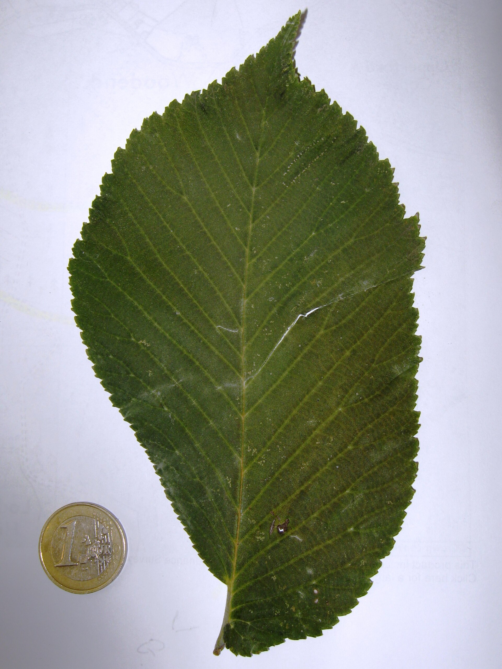 Bergulme – Blatt