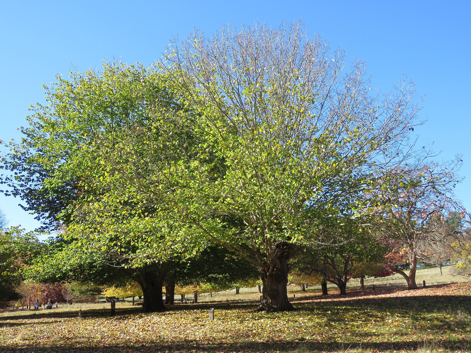 Bergulme – Ganzbild