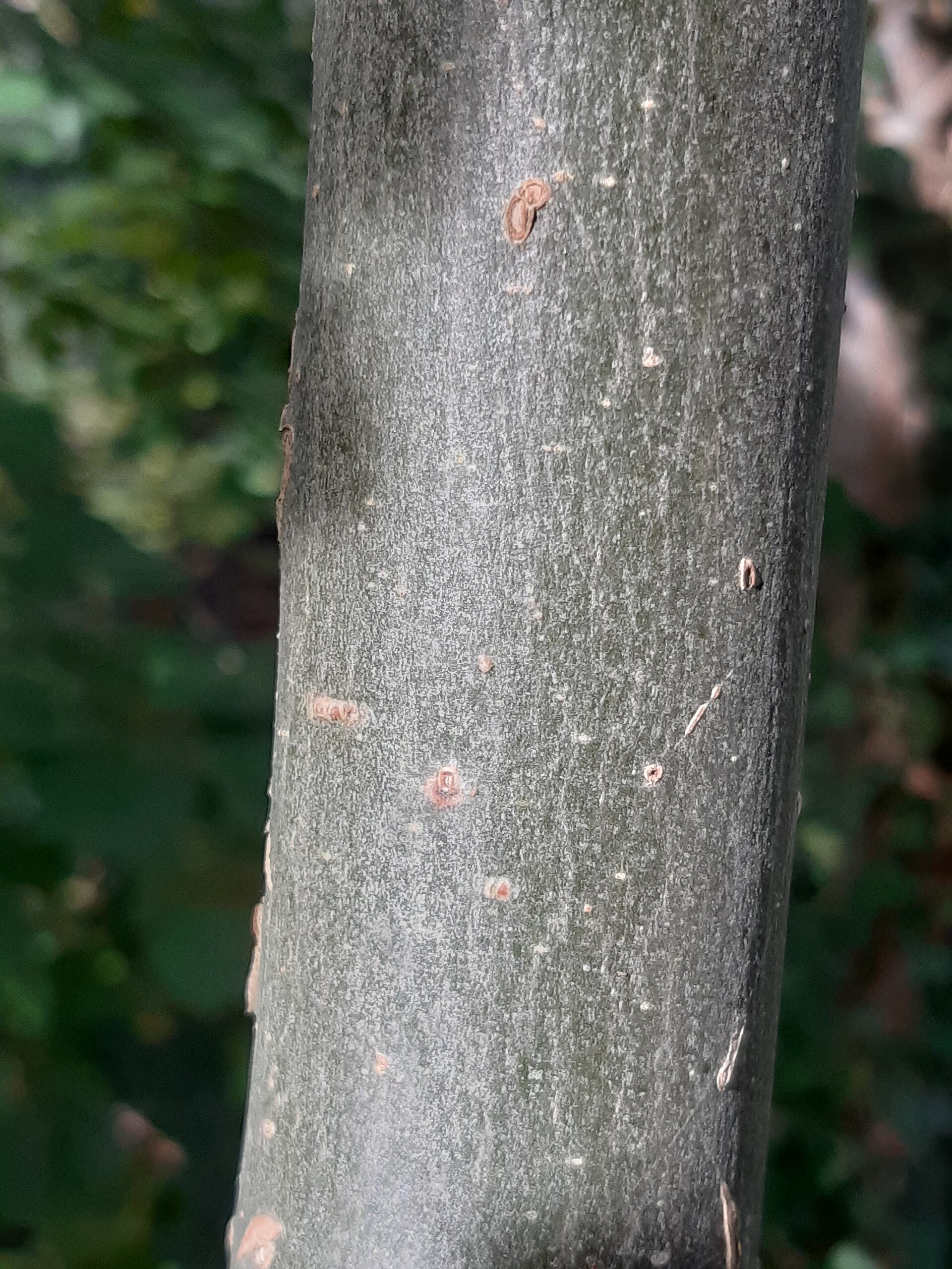 Gemeine Esche – Stammnahaufnahme