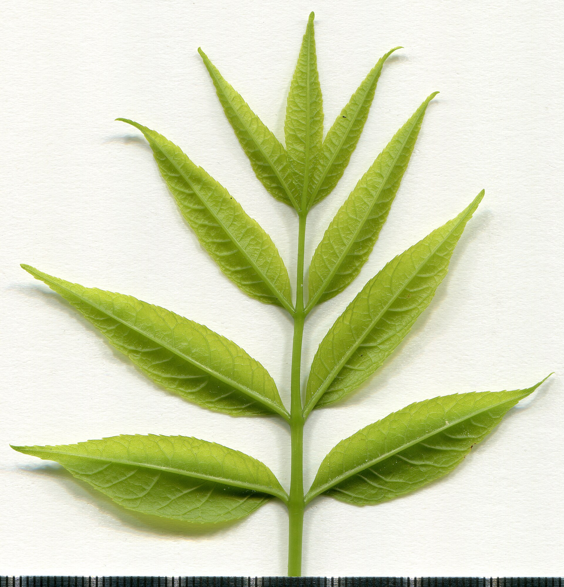 Gemeine Esche – Blatt