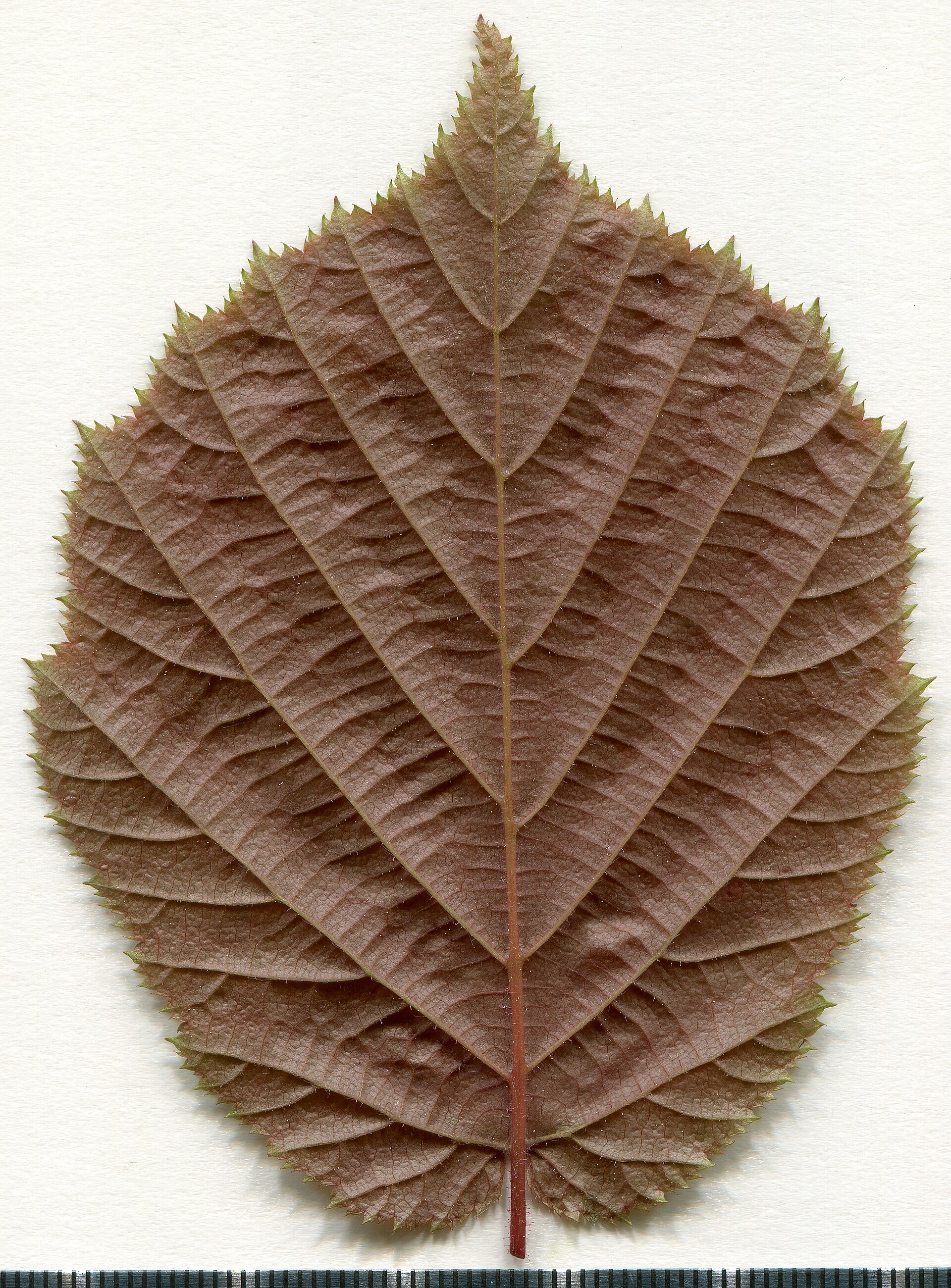 Hasel – Blatt