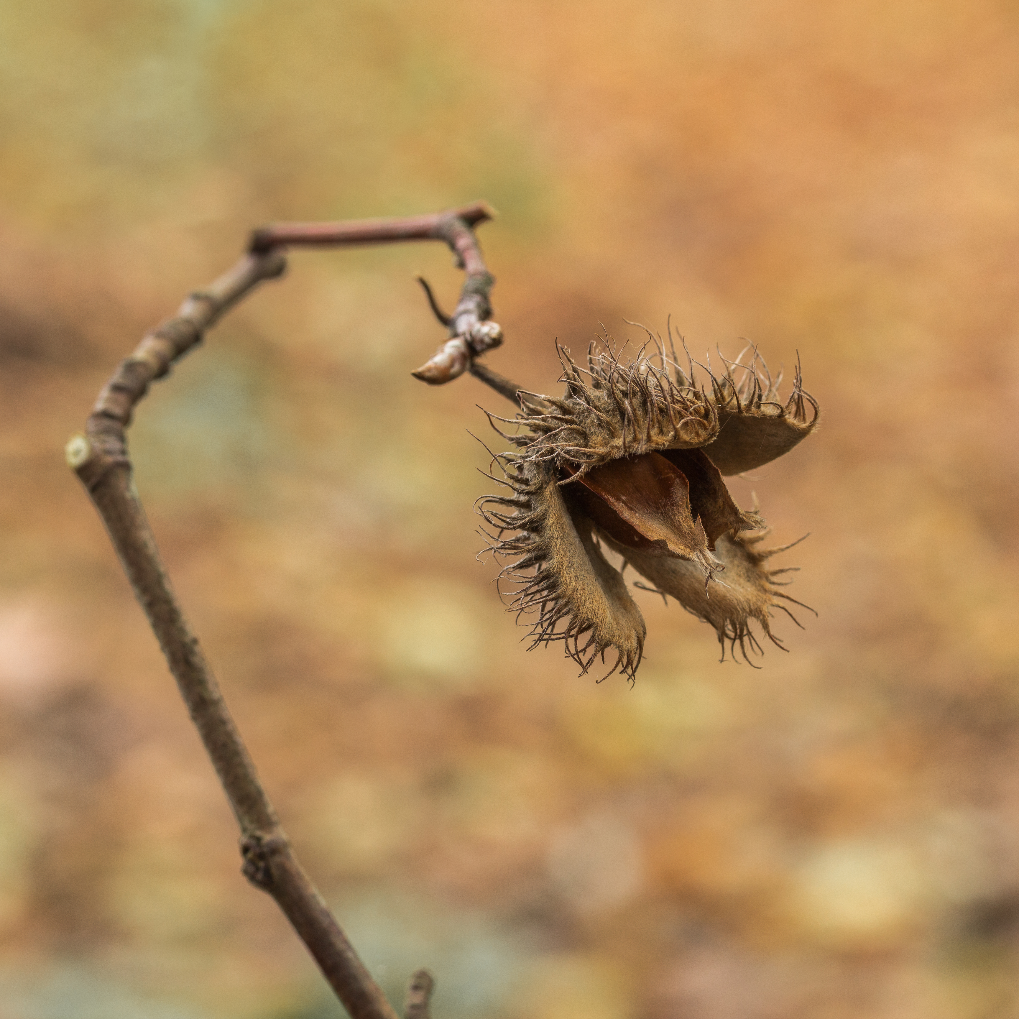 Rotbuche – Frucht / Zapfen