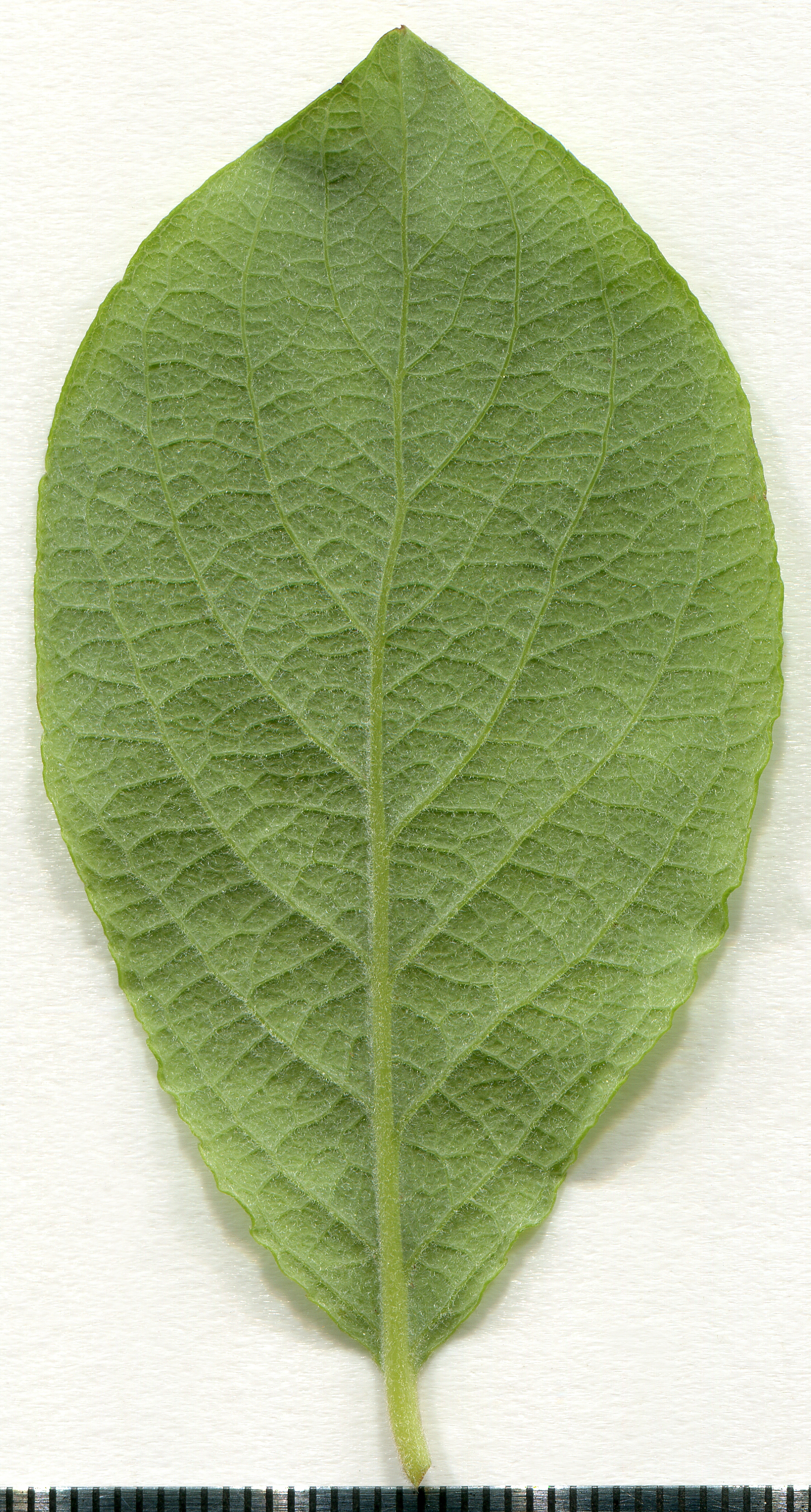 Salweide – Blatt
