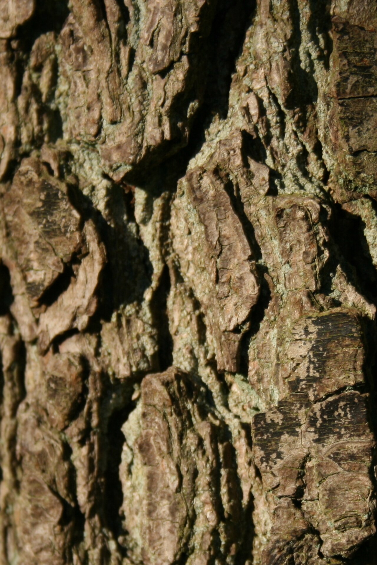 Schwarzerle – Stammnahaufnahme