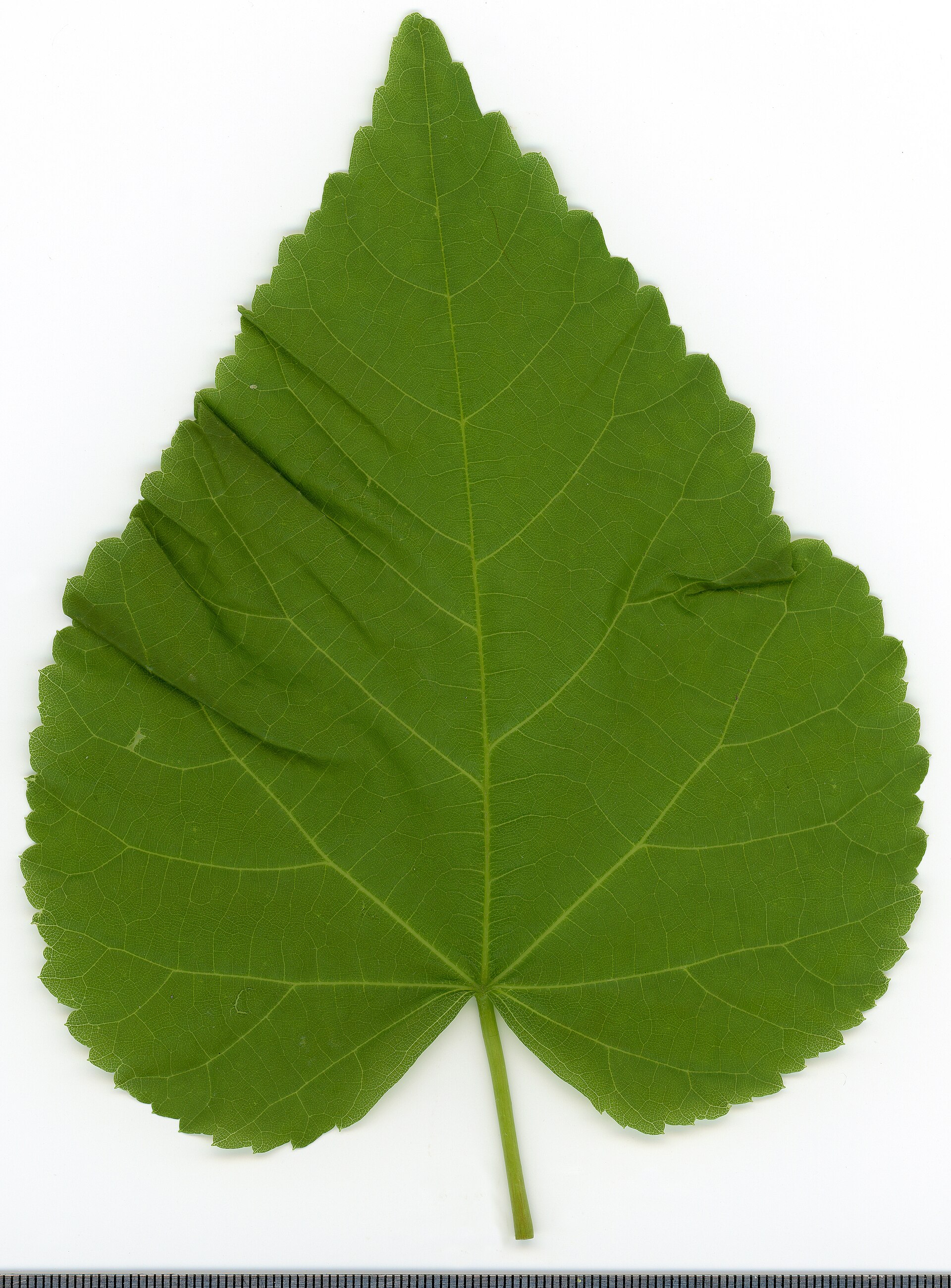 Sommerlinde – Blatt