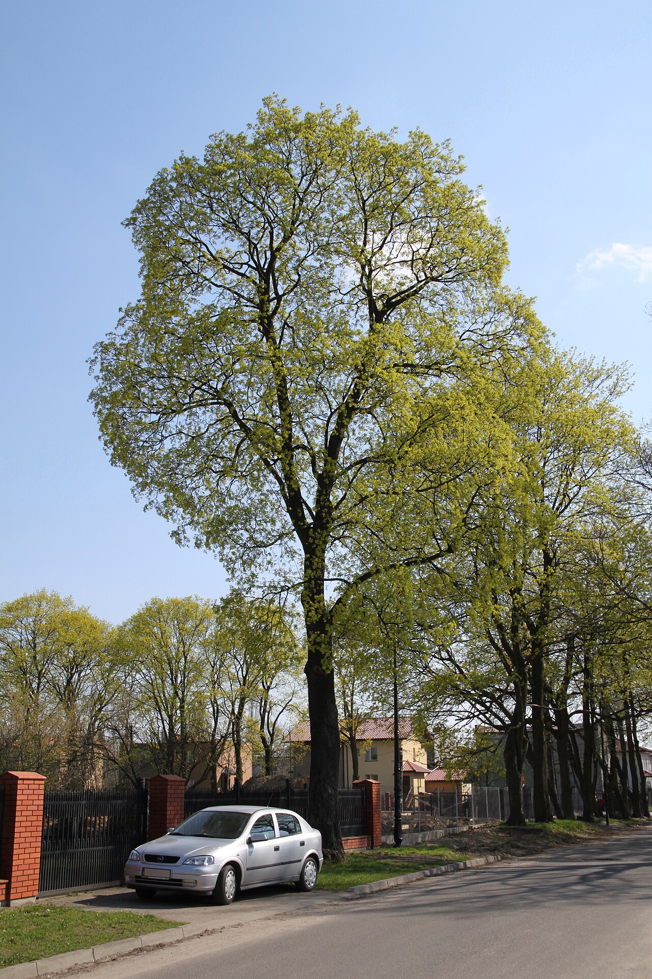 Spitzahorn – Ganzbild