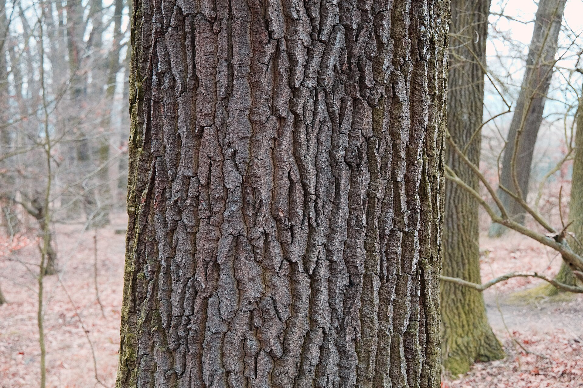 Traubeneiche – Stammnahaufnahme