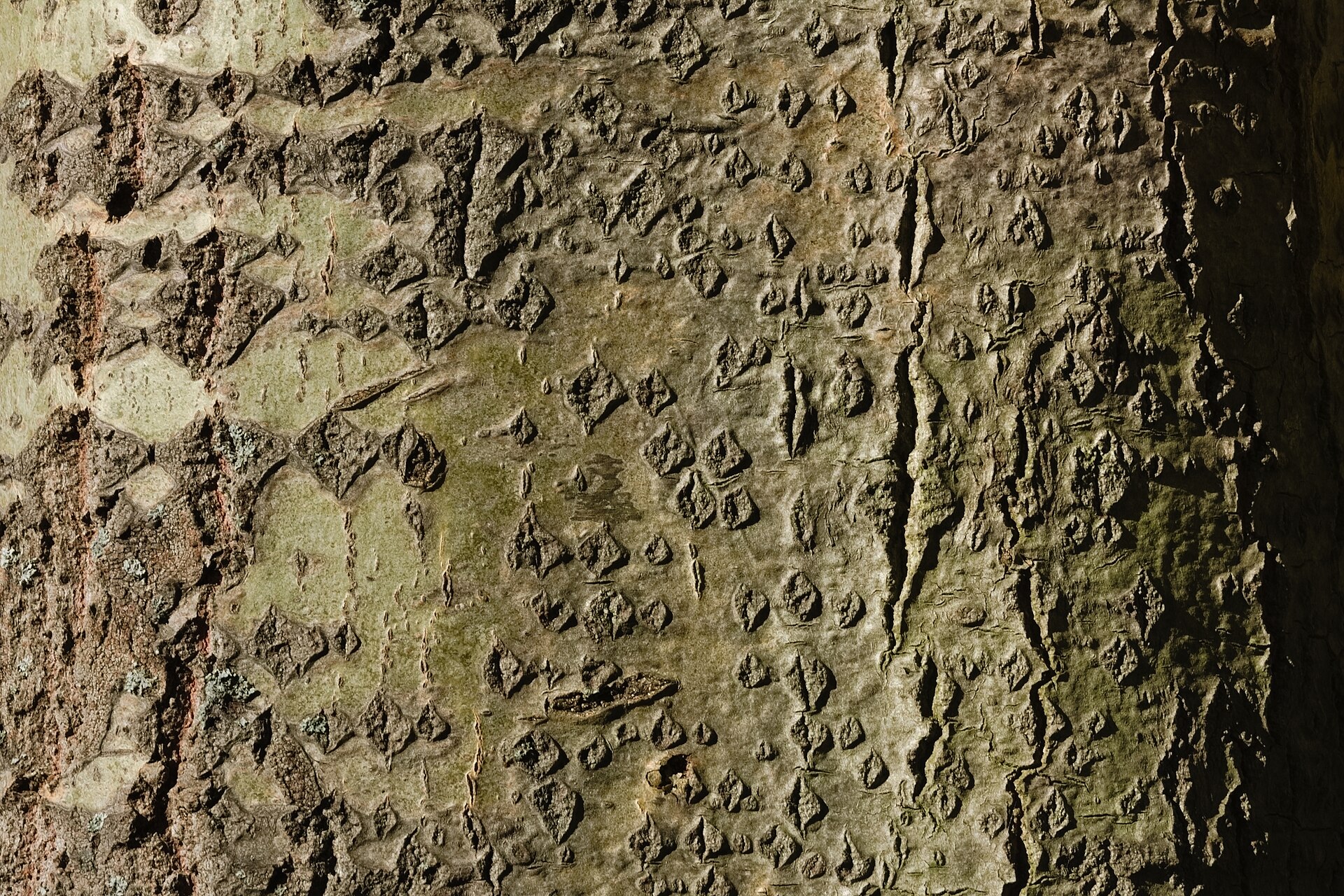 Zitterpappel – Stammnahaufnahme